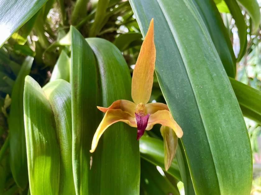 Bulbophyllum 'Frank Smith'