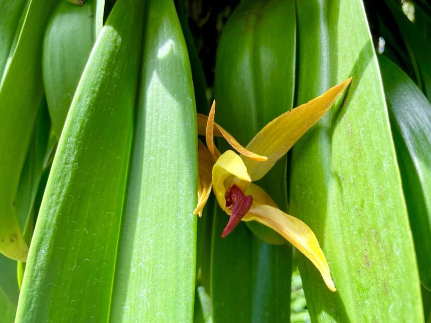 Bulbophyllum-Frank-Smith | Online Flower Garden Bulbophyllum 'Frank Smith'