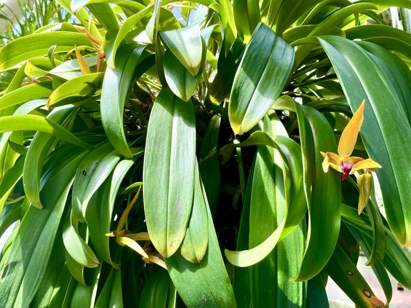 Bulbophyllum-Frank-Smith | Online Flower Garden Bulbophyllum 'Frank Smith'