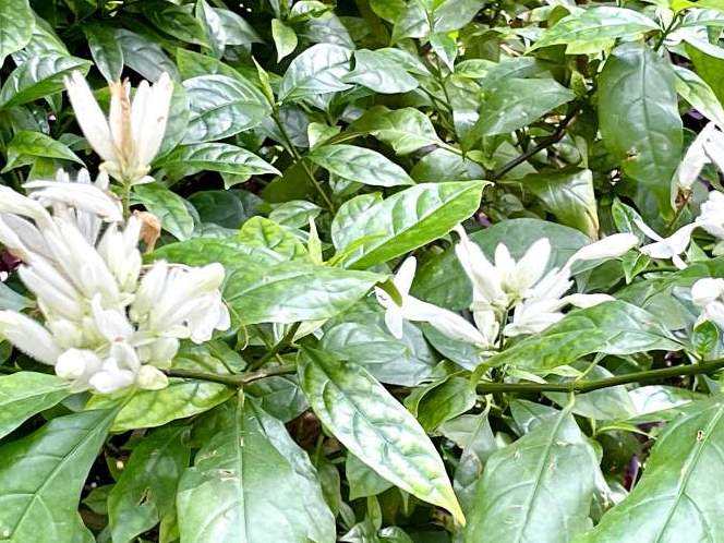 Whitfieldia elongata | Online Flower Garden
