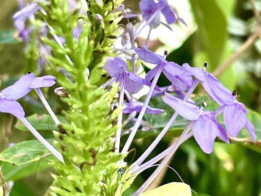 Crossandra 'Florida Twilight'