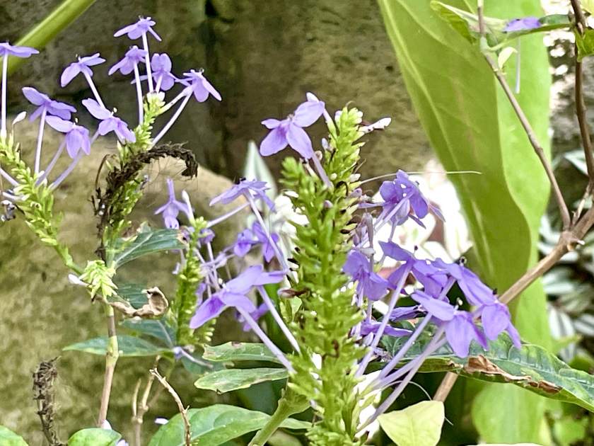 Crossandra 'Florida Twilight'