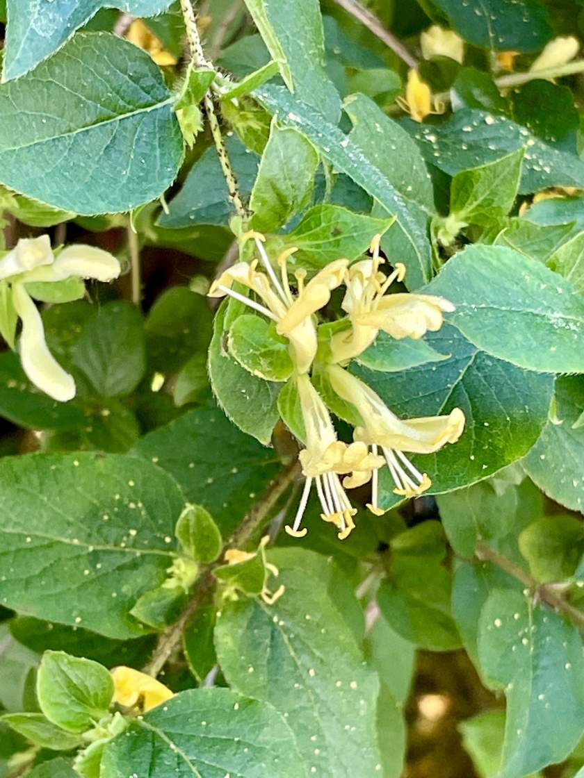 Lonicera ferdinandii
