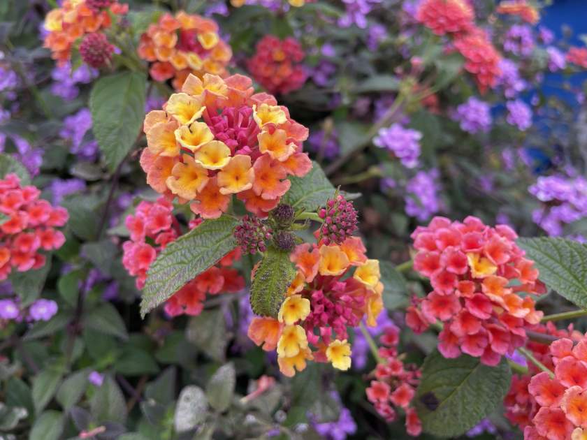 Lantana camara