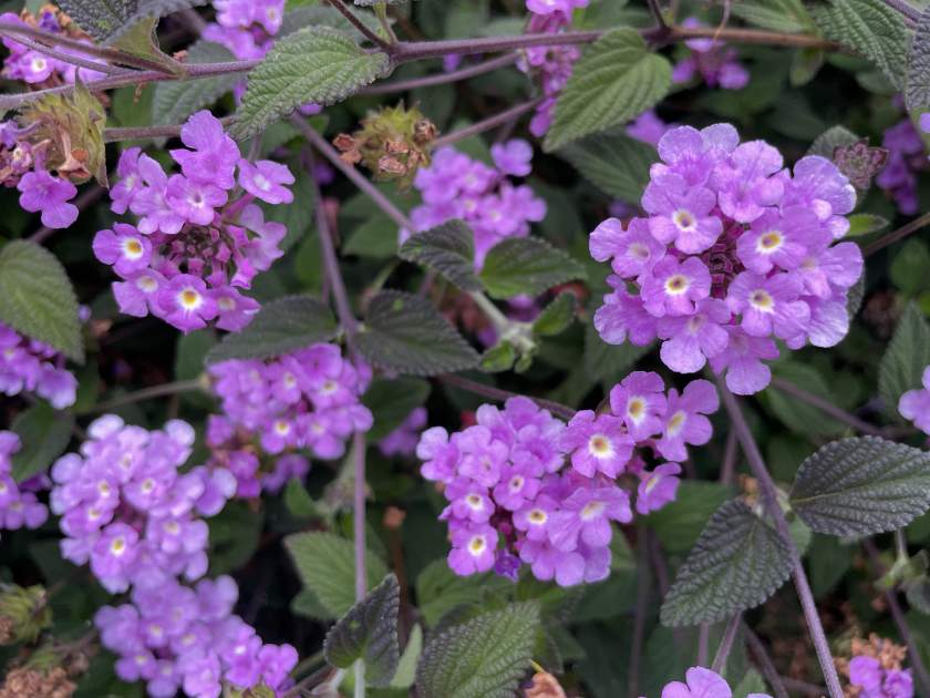 Lantana camara