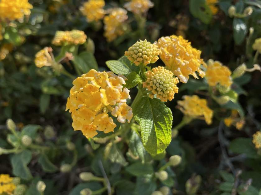 Lantana camara