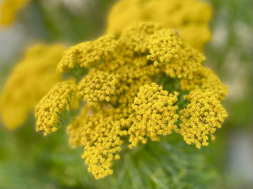Phymaspermum acerosum | Online Flower Garden