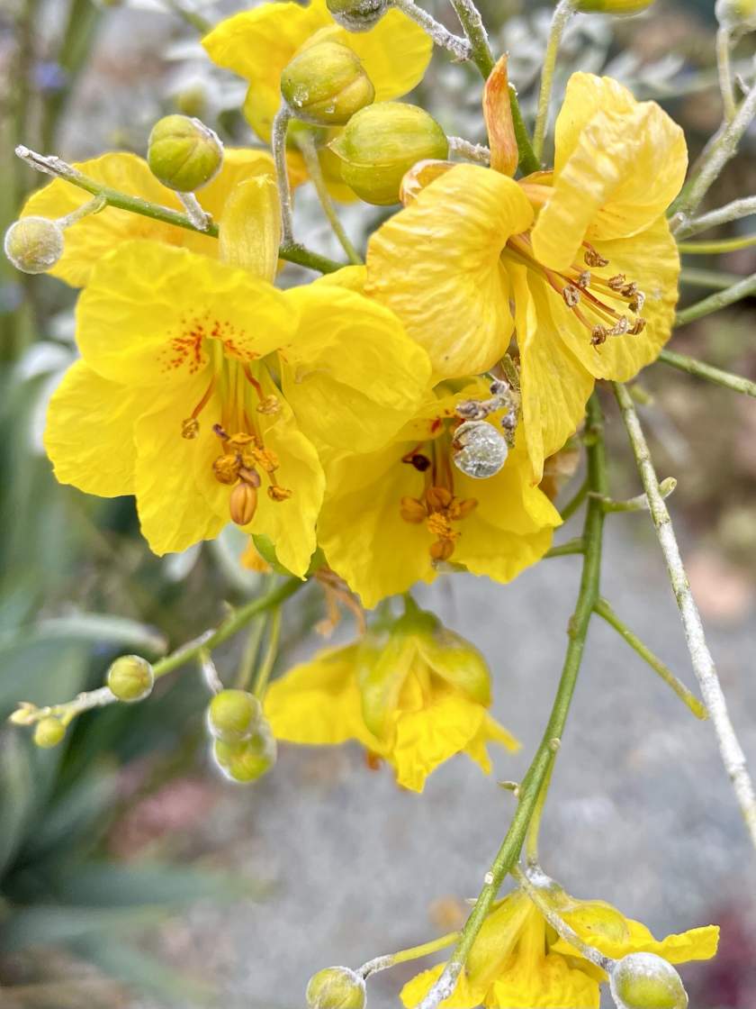 Parkinsonia aculeata