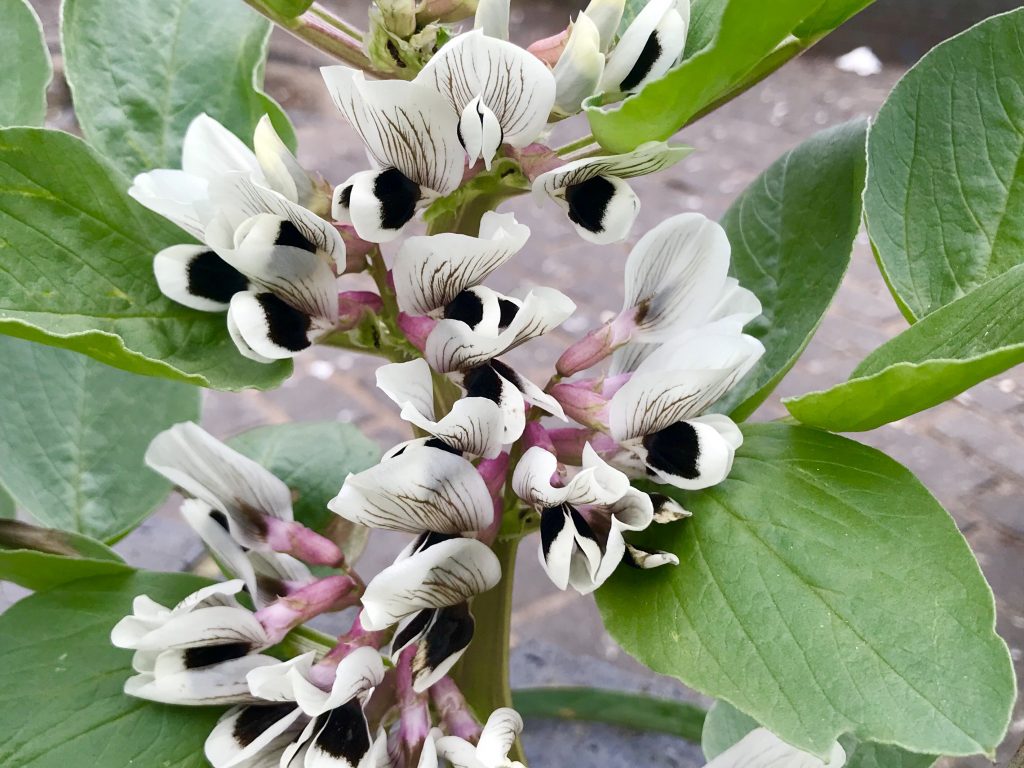 Vicia faba, or Broad Bean Plant