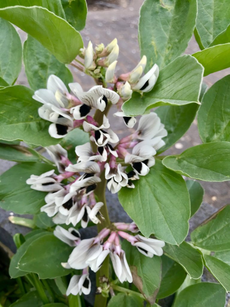 Vicia faba, or Faba Bean Plant