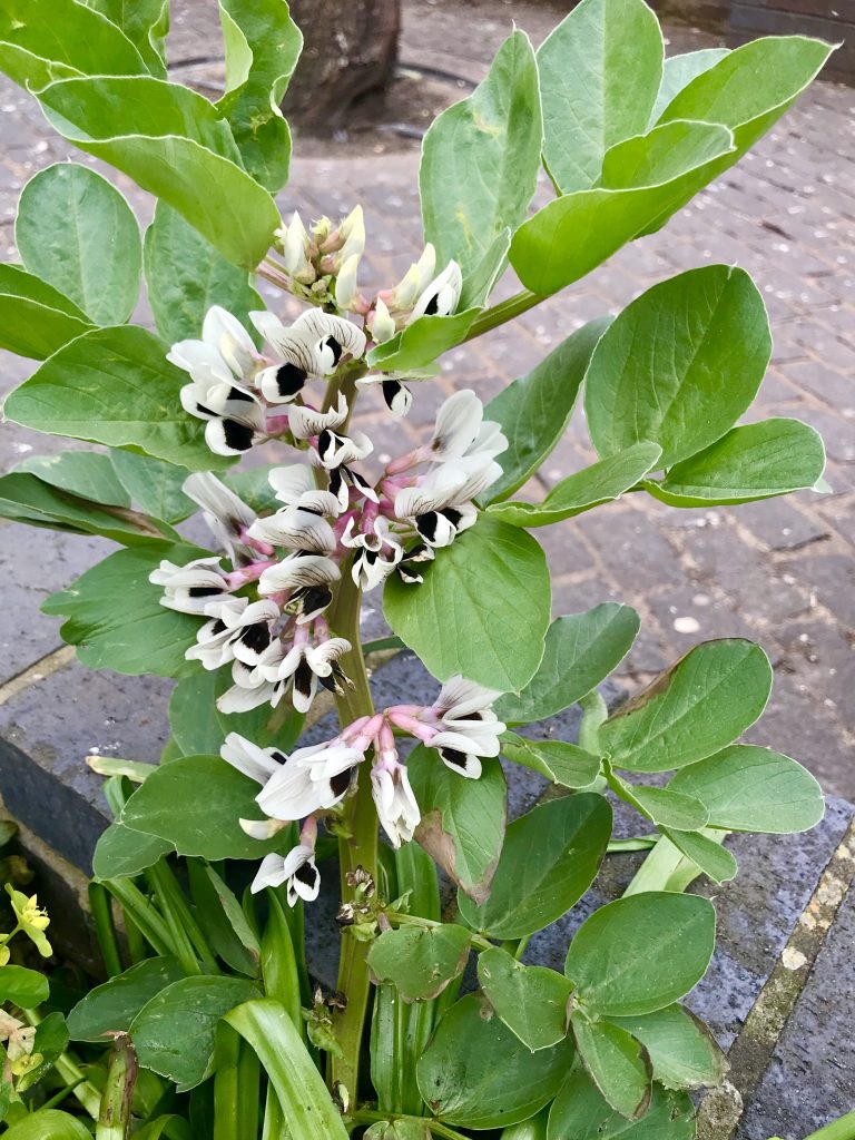 Vicia faba, or Fava Bean Plant