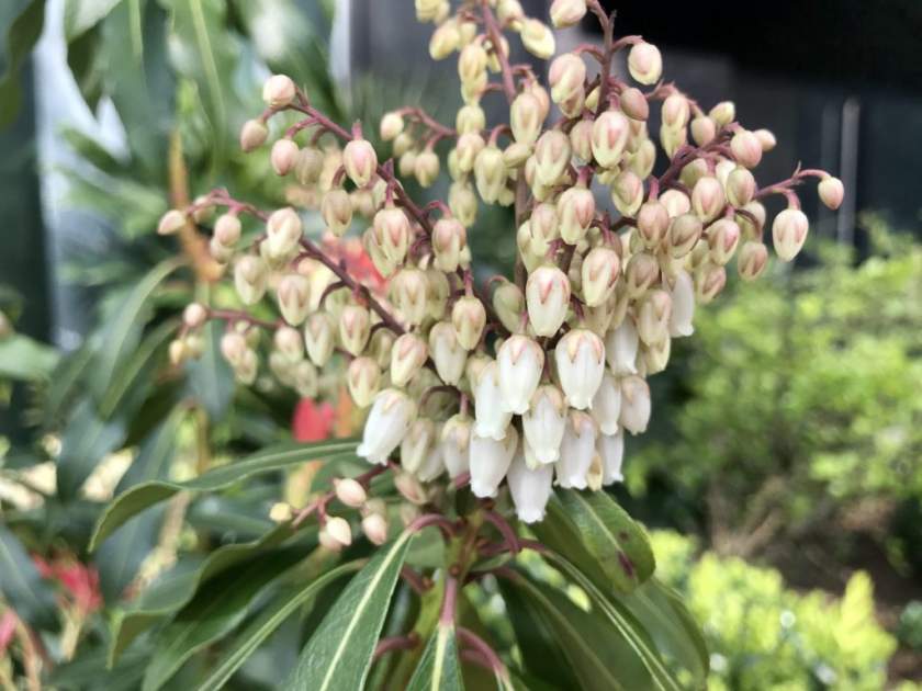 Pieris japonica, Lily of the Valley Shrub