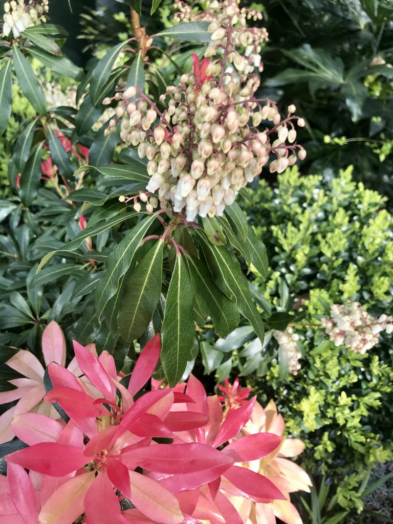Pieris japonica, Lily of the Valley Shrub