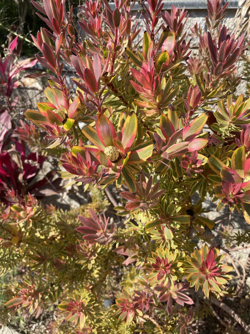 Leucadendron salignum 'Jester'