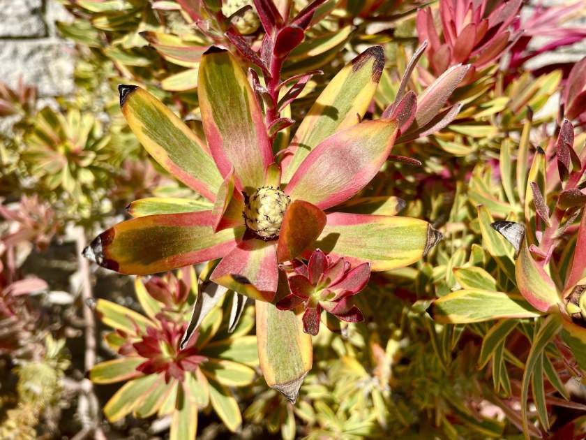 Leucadendron salignum 'Jester'