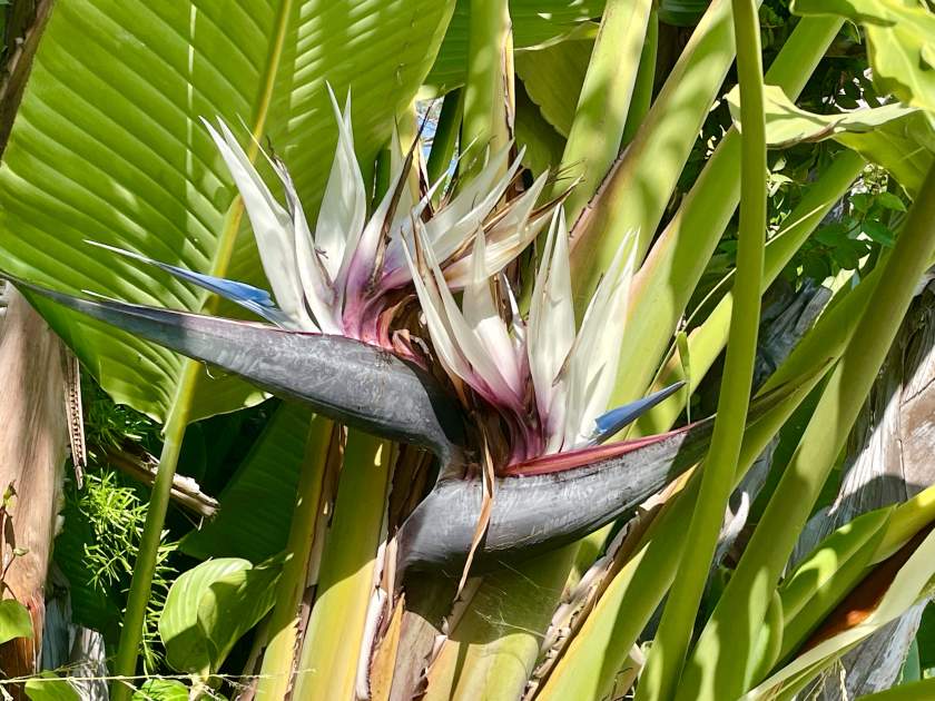 Strelitzia-nicolai | Online Flower Garden Strelitzia nicolai