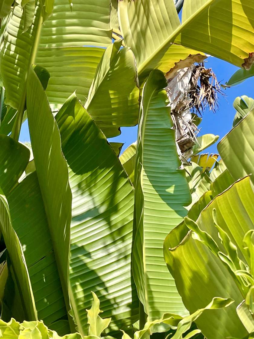 Strelitzia nicolai | Online Flower Garden