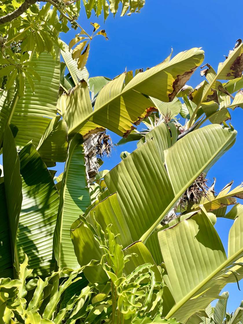 Strelitzia-nicolai | Online Flower Garden Strelitzia nicolai