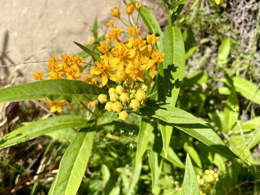Asclepias-tuberosa | Online Flower Garden Asclepias tuberosa