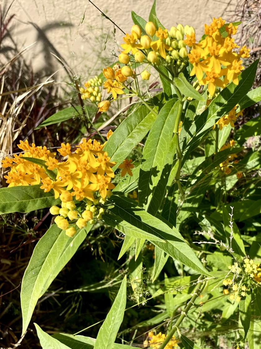 Asclepias-tuberosa | Online Flower Garden Asclepias tuberosa