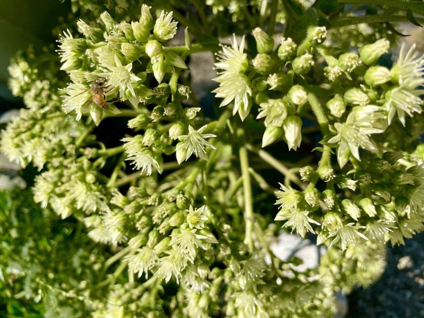 Aeonium-urbicum | Online Flower Garden Aeonium urbicum | Online Flower Garden