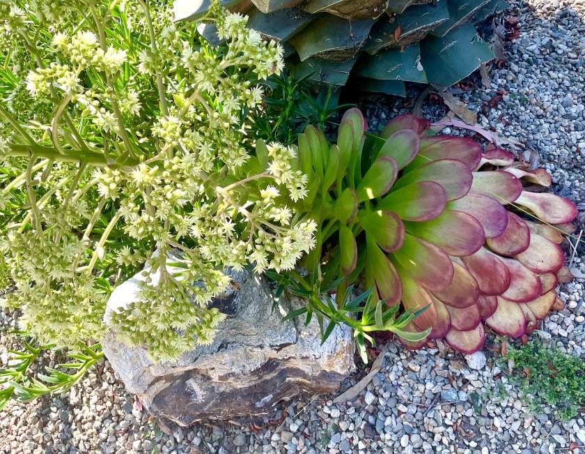 Aeonium-urbicum | Online Flower Garden Aeonium urbicum | Online Flower Garden