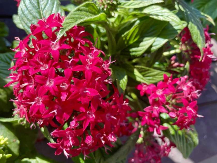 Pentas Graffiti 20/20 Cranberry