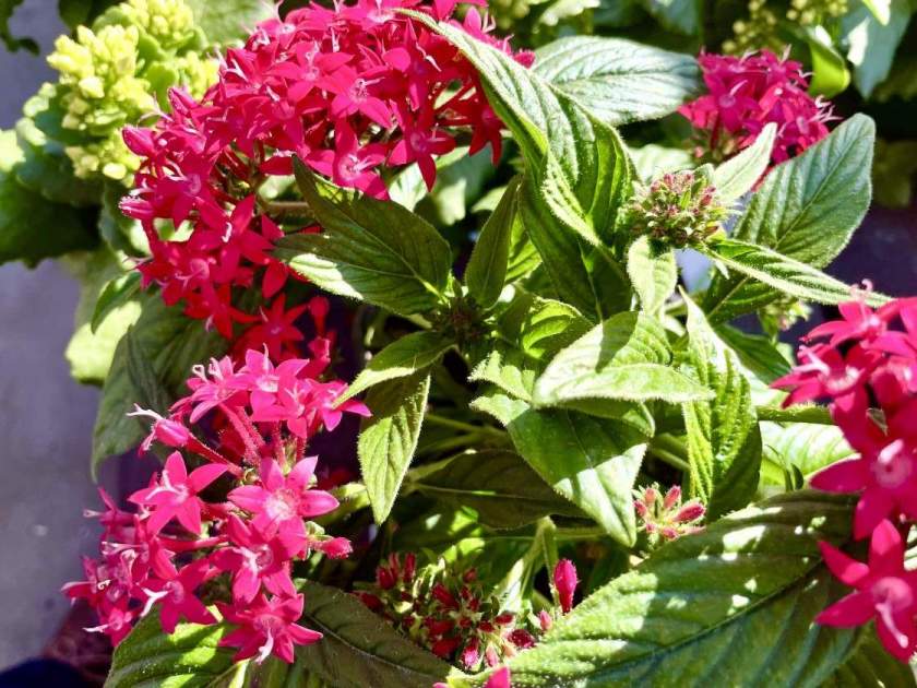 Pentas Graffiti 20/20 Cranberry