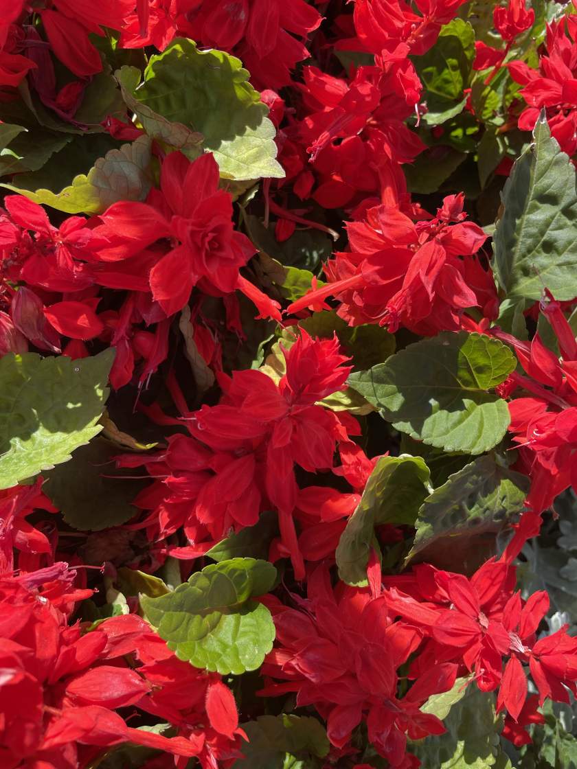 Salvia splendens 'Saucy Red'