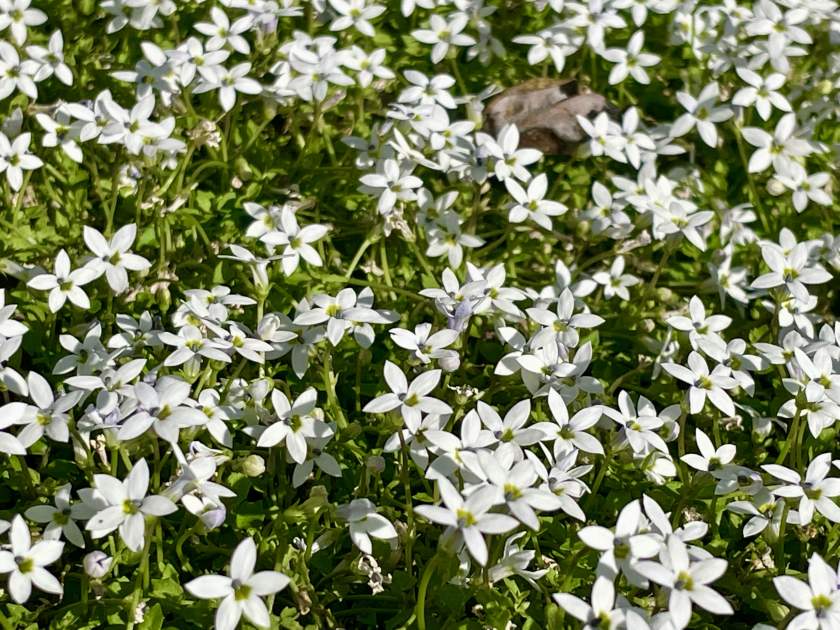 Isotoma fluviatilis 'Alba'
