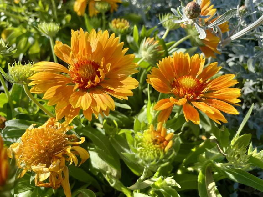 Gaillardia SpinTop™ 'Mango'