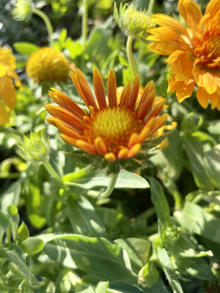 Gaillardia SpinTop™ 'Mango'