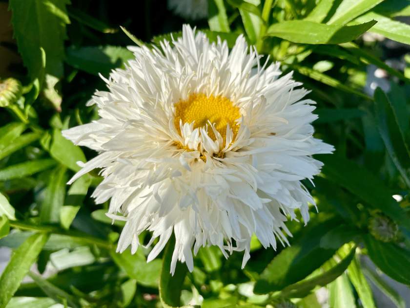 Leucanthemum Sweet Daisy 'Rebecca'