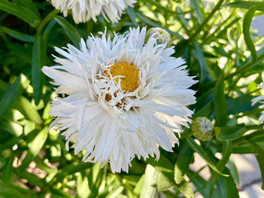  Leucanthemum Sweet Daisy 'Rebecca'