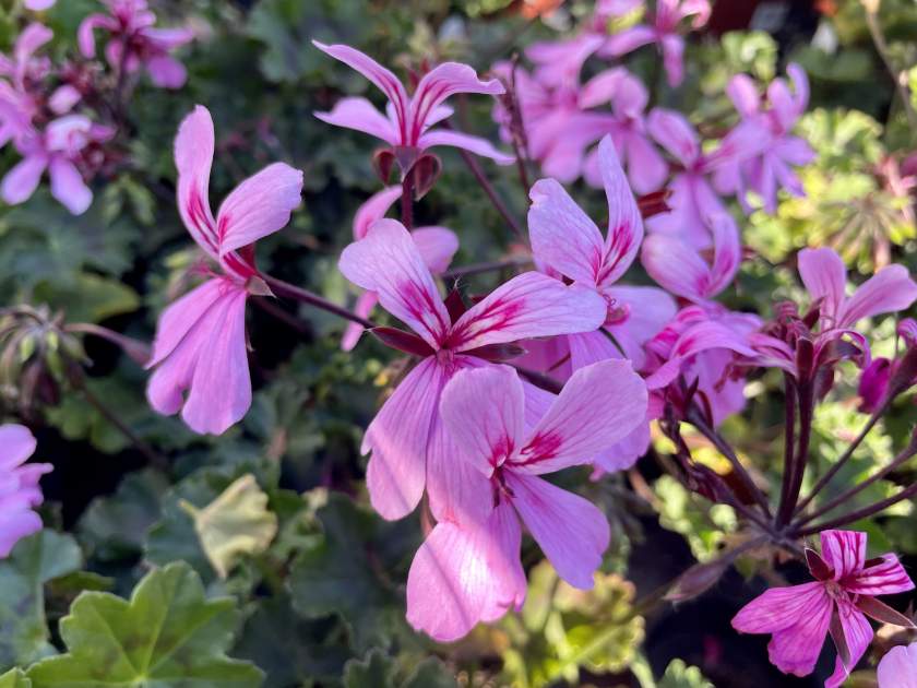 Geranium 'Caldera™ Pink' | Online Flower Garden