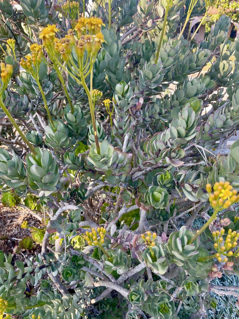 Senecio-decaryi-Humbert | Online Flower Garden Senecio decaryi Humbert