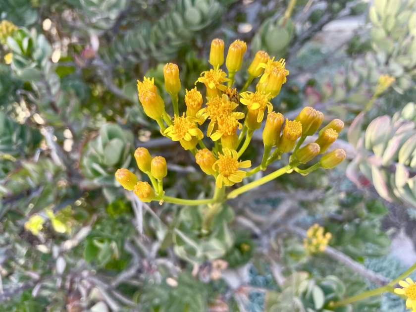 Senecio-decaryi-Humbert | Online Flower Garden Senecio decaryi Humbert