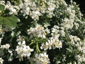 Choisya ternata, Mexican Orange Blossom | Online Flower Garden