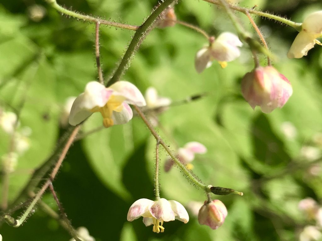 Berberidaceae Epimedium pubigerum
