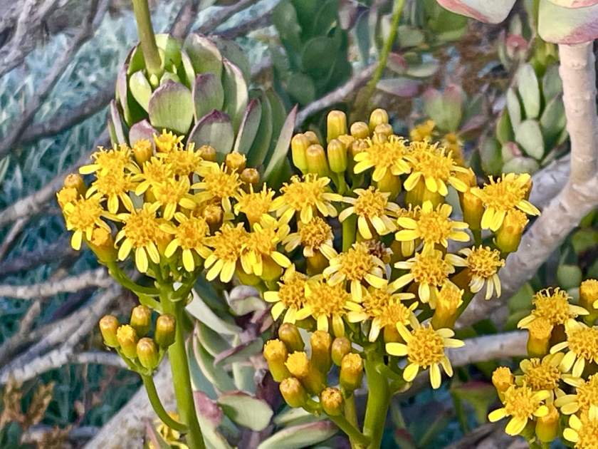 Senecio-decaryi-Humbert | Online Flower Garden Senecio decaryi Humbert