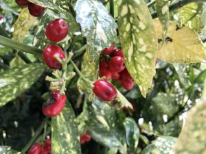 Aucuba japonica | Online Flower Garden