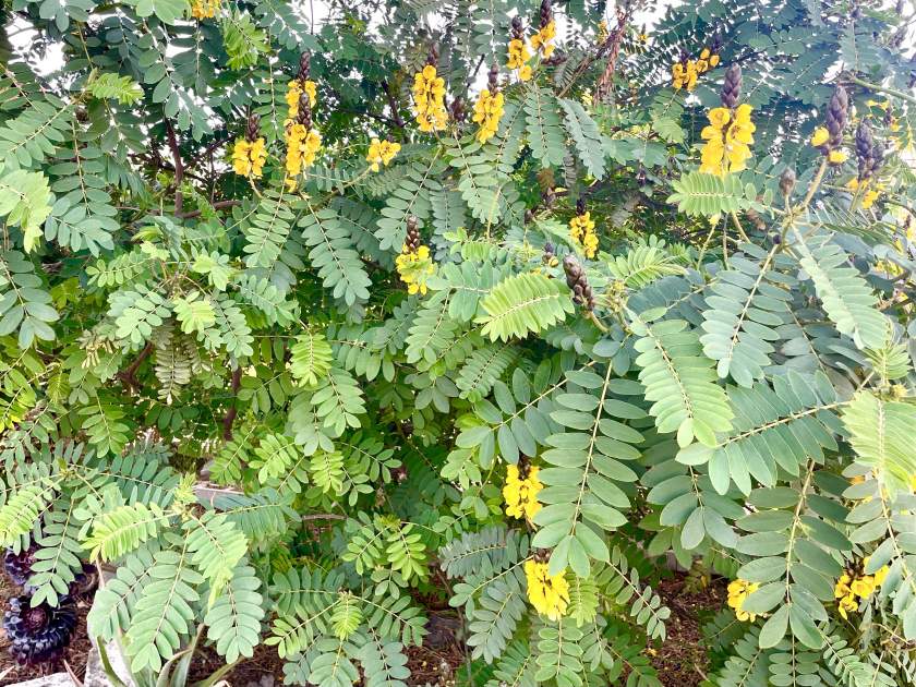 Senna-didymobotrya | Online Flower Garden Senna didymobotrya