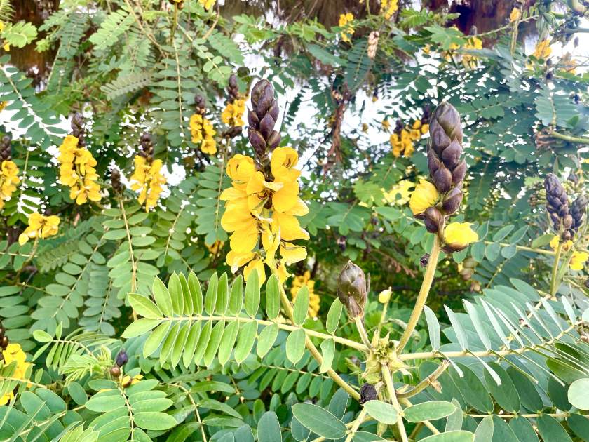 Senna-didymobotrya | Online Flower Garden Senna didymobotrya