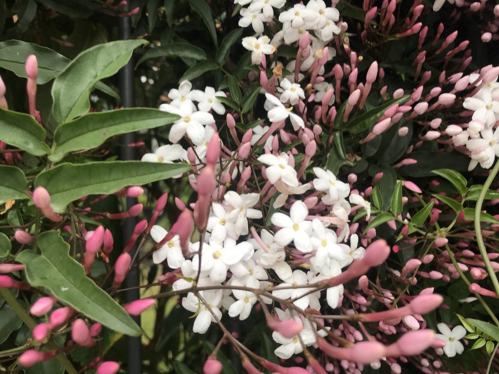 Oleaceae Jasminum Polyanthum