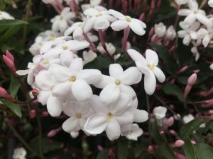 Jasminum polyanthum Flowers