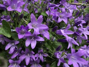 Campanula poscharskyana | Online Flower Garden