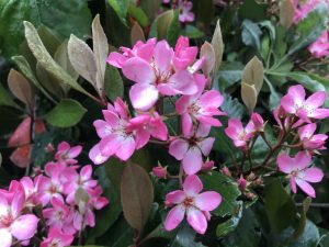 Hawthorn | Online Flower Garden Rhaphiolepis Indica | Online Flower Garden