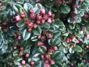 Cotoneaster_0952 | Online Flower Garden Cotoneaster horizontalis | Online Flower Garden
