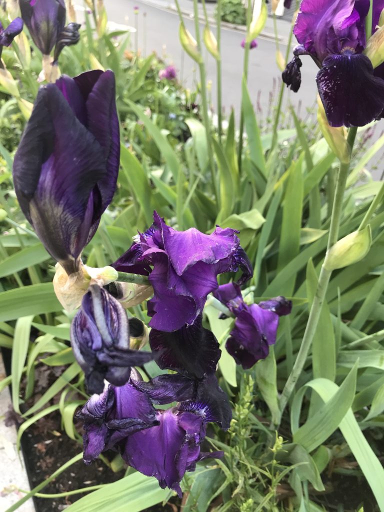 Bearded Iris, Iris germanica