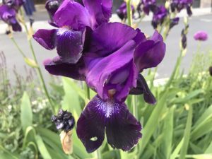 Iris germanica | Online Flower Garden